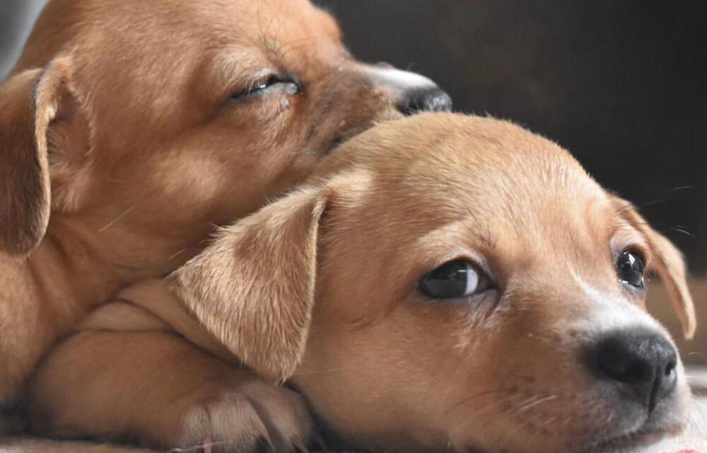 https://istandwithmypack.org/wp-content/uploads/2021/11/I-Stand-With-My-Pack-How-to-cope-with-separation-anxiety-Blog-Post-1000x640.jpg