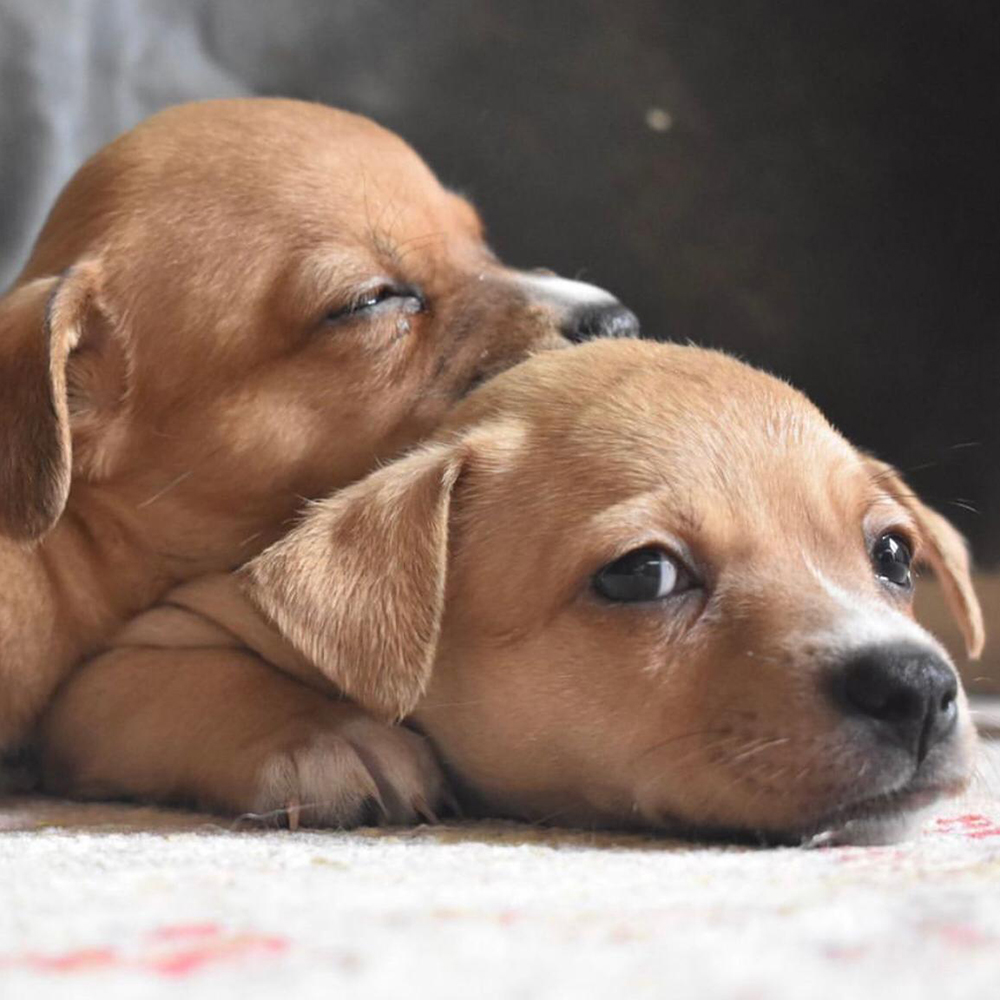 https://istandwithmypack.org/wp-content/uploads/2021/11/I-Stand-With-My-Pack-How-to-cope-with-separation-anxiety-Blog-Post.jpg
