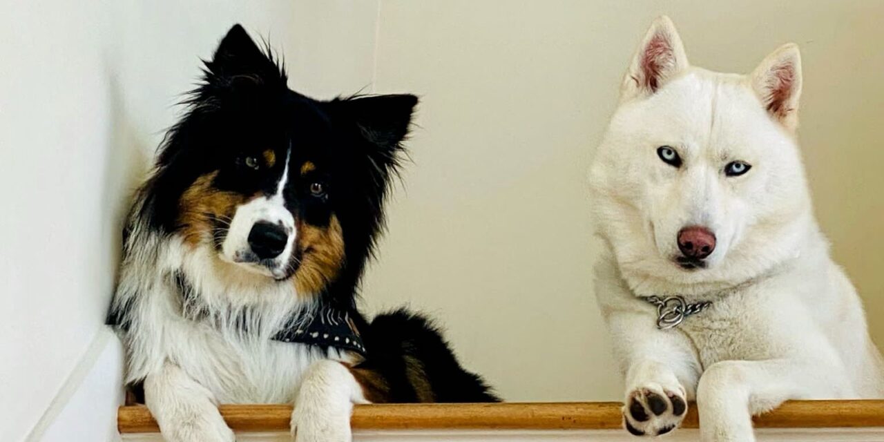 https://istandwithmypack.org/wp-content/uploads/2022/09/How-Can-We-Handle-Resource-Guarding-With-Our-Rescue-Dogs-3-1280x640.jpeg
