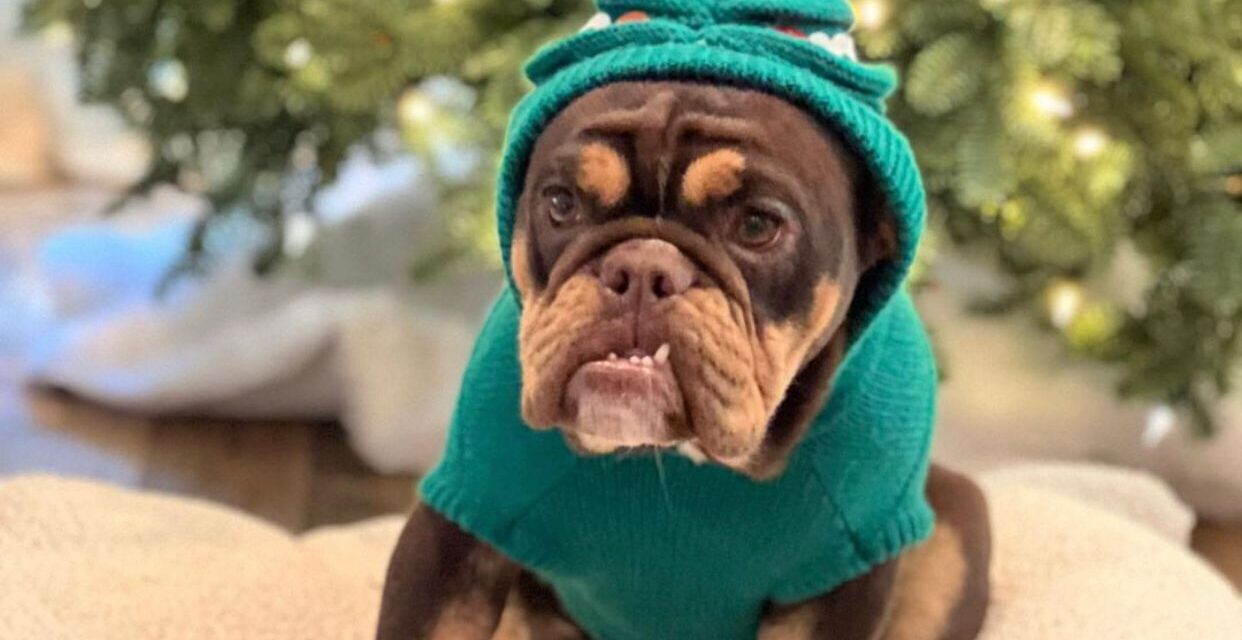 https://istandwithmypack.org/wp-content/uploads/2022/12/How-to-protect-your-dog-during-the-New-Years-firework-celebration-1242x640.jpeg