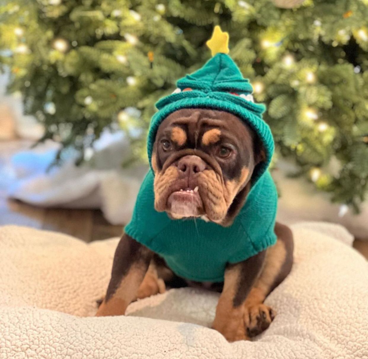https://istandwithmypack.org/wp-content/uploads/2022/12/How-to-protect-your-dog-during-the-New-Years-firework-celebration.jpeg