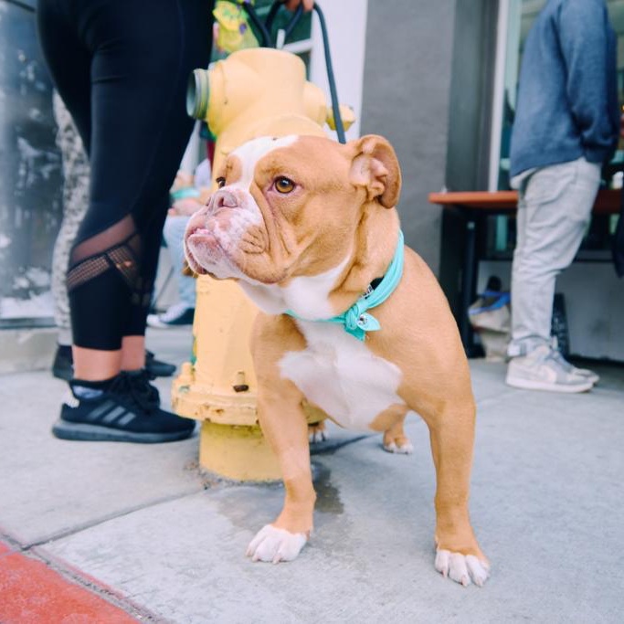 https://istandwithmypack.org/wp-content/uploads/2023/03/Behind-the-Scenes-at-ISWMP-Gnarwhal-Coffees-Coffee-With-K9s-Event.jpeg