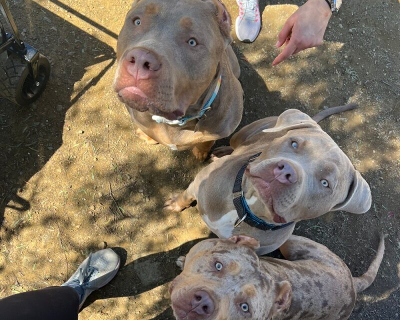 https://istandwithmypack.org/wp-content/uploads/2023/03/The-Bully-Crew-Reunited-2023-800x640.jpeg