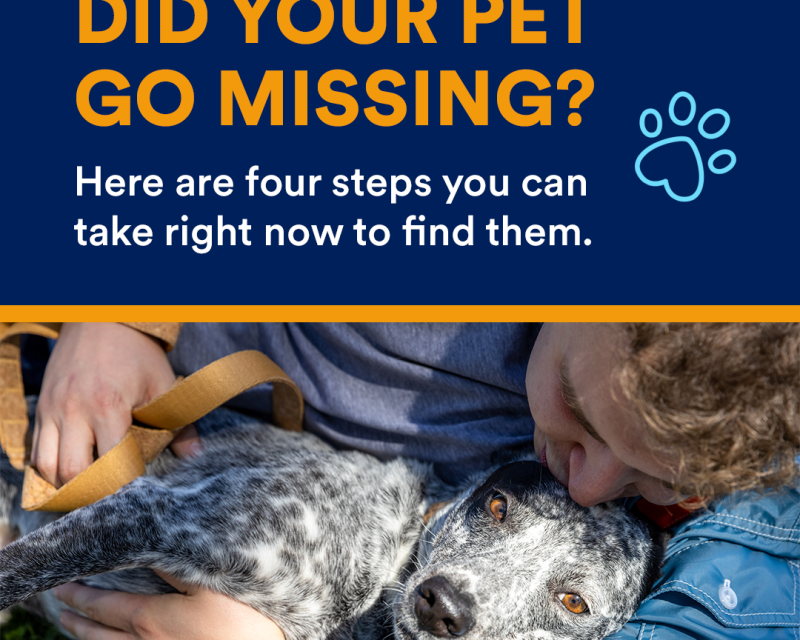 https://istandwithmypack.org/wp-content/uploads/2023/07/Lost-Your-Dog-2023-800x640.png