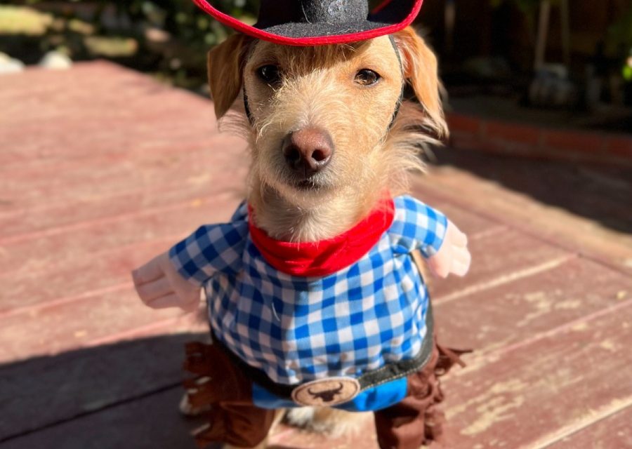 https://istandwithmypack.org/wp-content/uploads/2023/10/How-to-Keep-Your-Pup-Happy-and-Safe-This-Halloween-main2-900x640.jpeg