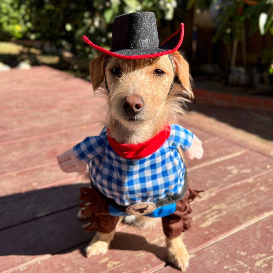 https://istandwithmypack.org/wp-content/uploads/2023/10/How-to-Keep-Your-Pup-Happy-and-Safe-This-Halloween-main2.jpeg