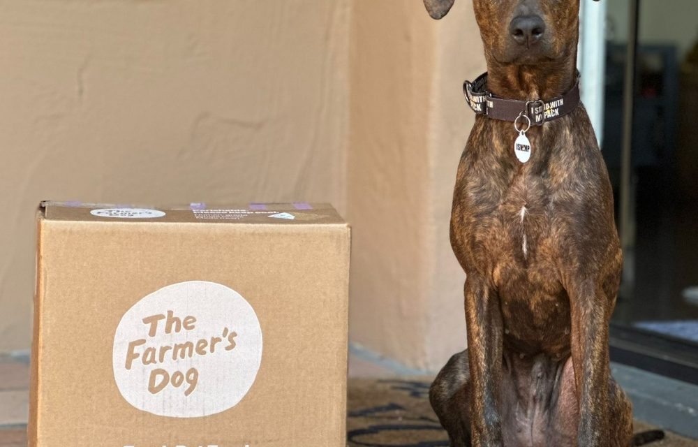 https://istandwithmypack.org/wp-content/uploads/2023/10/Lets-give-more-dogs-a-fresh-start-with-fresh-food-ISWMP-1000x640.jpeg