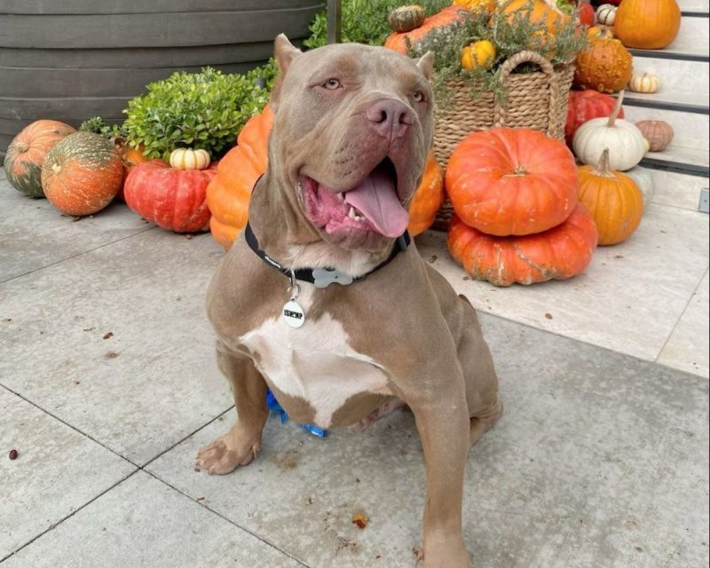 https://istandwithmypack.org/wp-content/uploads/2023/10/Pitbull-Awareness-Month-Celebrating-a-Misunderstood-Breed-3-800x640.jpeg