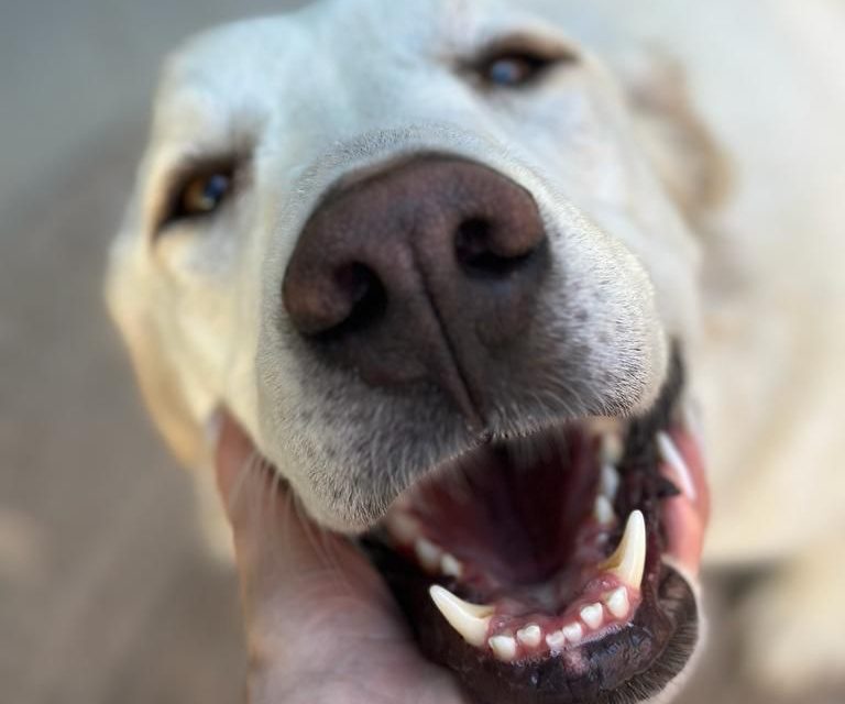 https://istandwithmypack.org/wp-content/uploads/2023/11/Barksgiving-Bellyaches-Keeping-your-Pup-Safe-This-Thanksgiving-Main-picture-768x640.jpeg