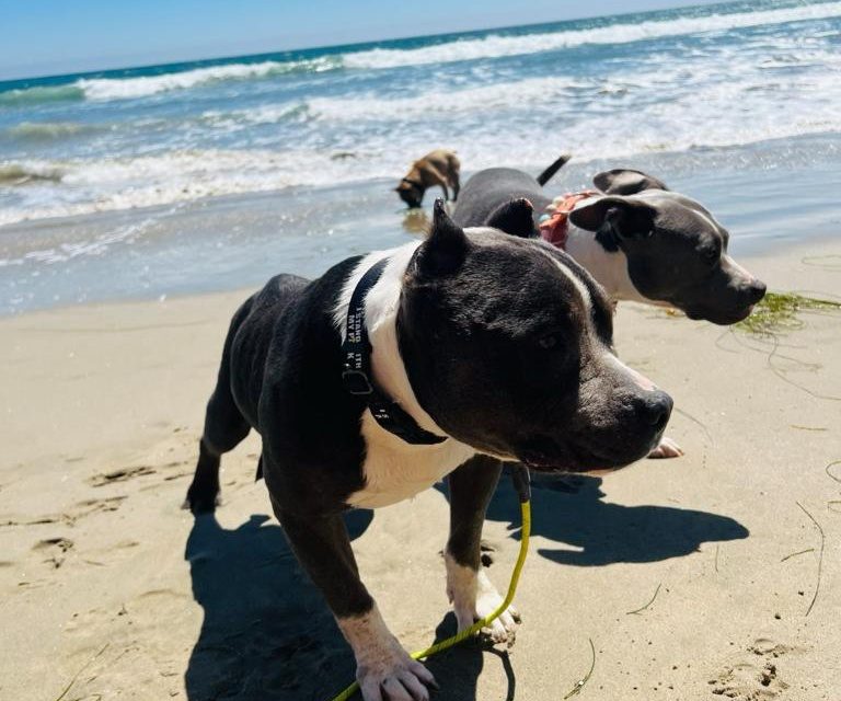 https://istandwithmypack.org/wp-content/uploads/2024/01/ISWMP-Bully-Booster-Program-768x640.jpeg