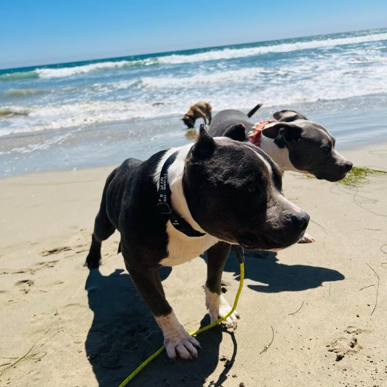 https://istandwithmypack.org/wp-content/uploads/2024/01/ISWMP-Bully-Booster-Program.jpeg