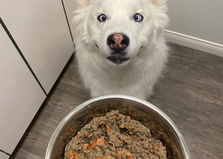 https://istandwithmypack.org/wp-content/uploads/2024/04/3-Reasons-Our-Rescue-Dogs-Love-The-Farmers-Dog-Food-2024-900x640.jpeg