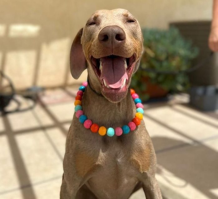 https://istandwithmypack.org/wp-content/uploads/2024/05/A-Beacon-of-Support-for-Rescue-Dogs-NEW-699x640.jpeg