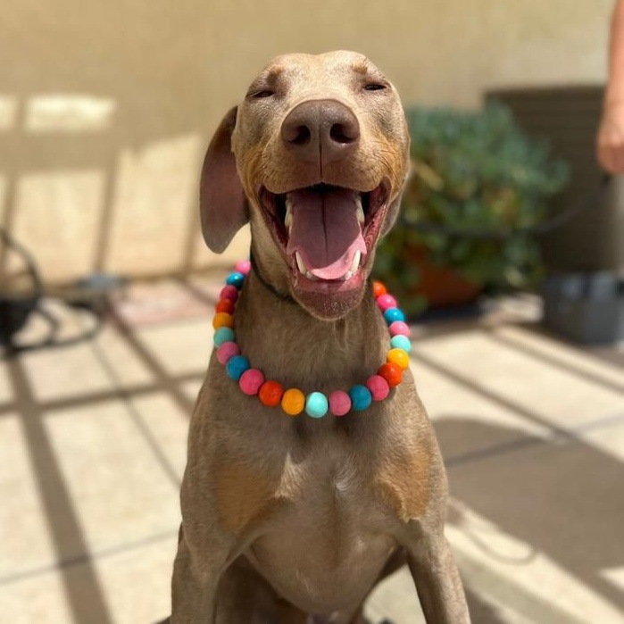 https://istandwithmypack.org/wp-content/uploads/2024/05/A-Beacon-of-Support-for-Rescue-Dogs-NEW.jpeg