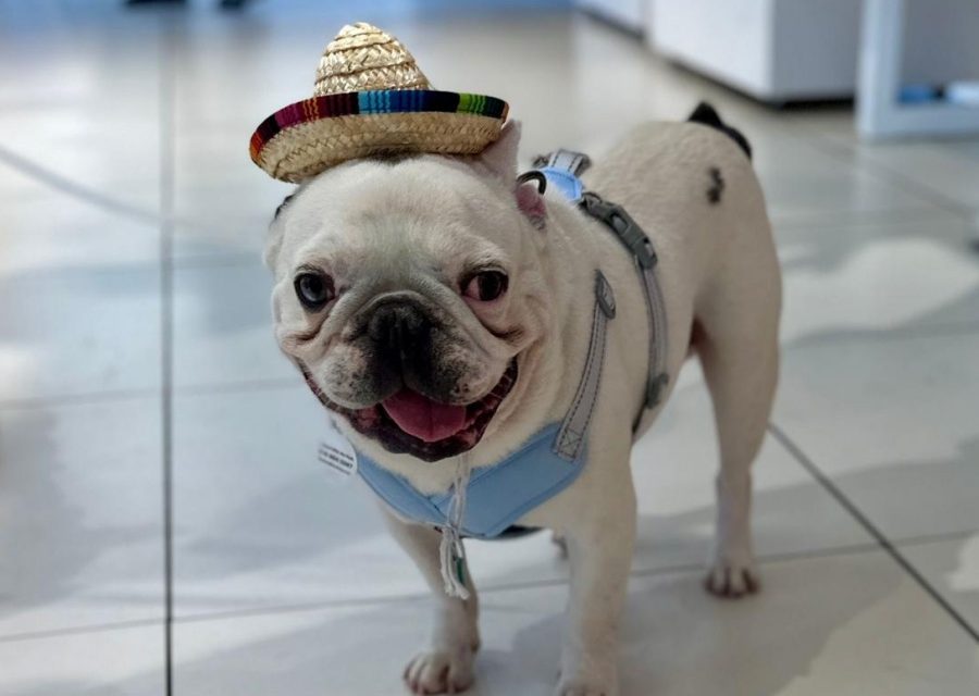 https://istandwithmypack.org/wp-content/uploads/2024/06/Our-Adoption-Event-at-Healthy-Spots-Birthday-Bash-in-Santa-Monica-1-900x640.jpeg