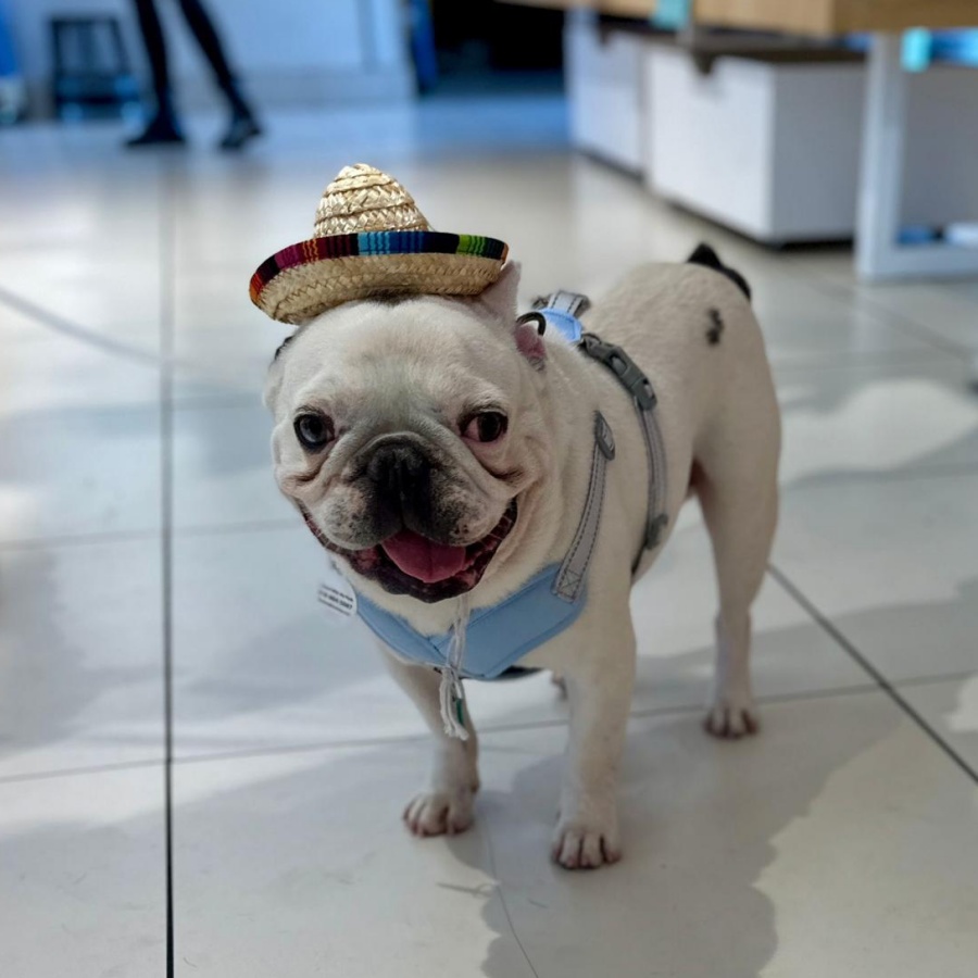 https://istandwithmypack.org/wp-content/uploads/2024/06/Our-Adoption-Event-at-Healthy-Spots-Birthday-Bash-in-Santa-Monica-1.jpeg