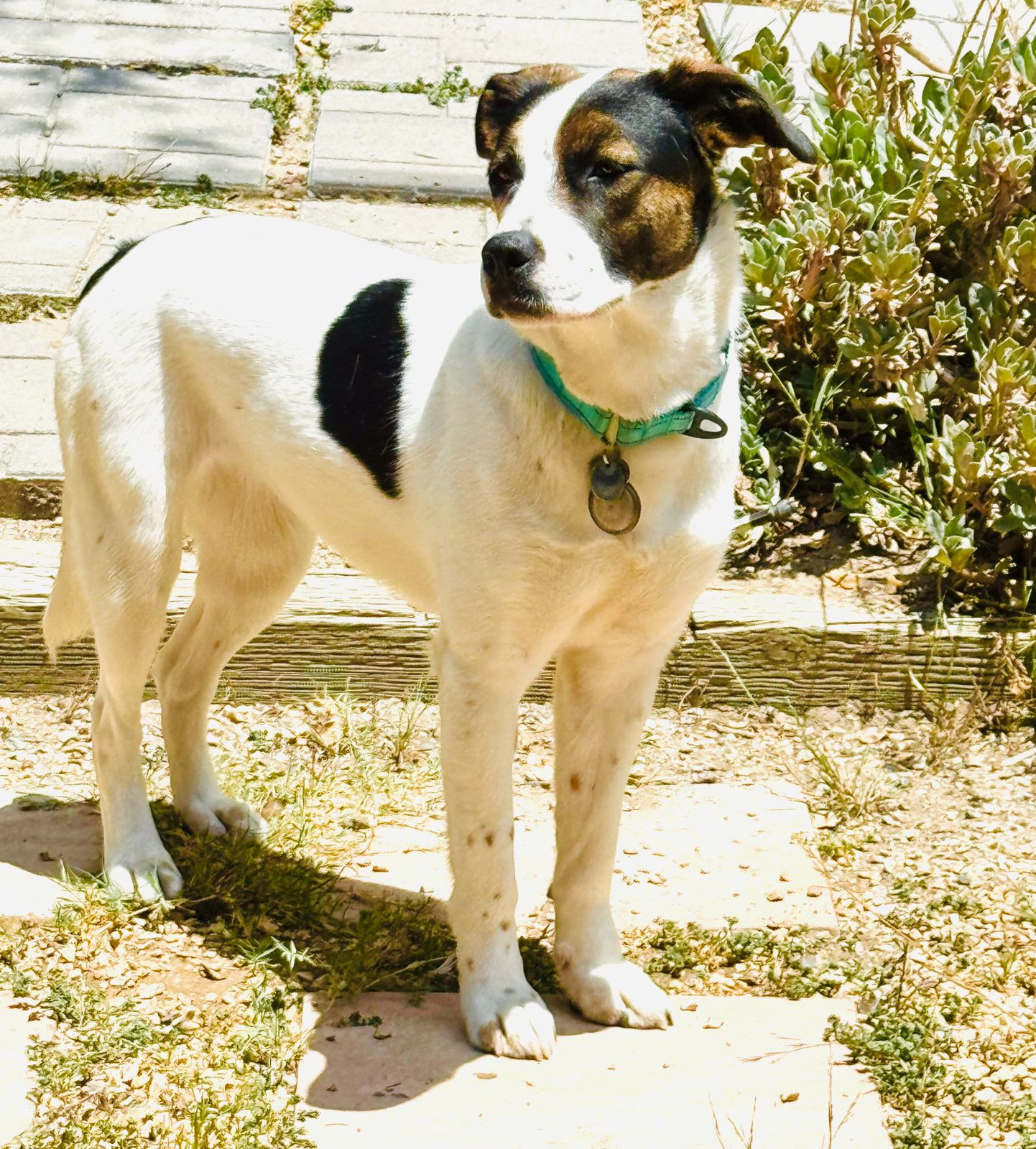 Sheba-3