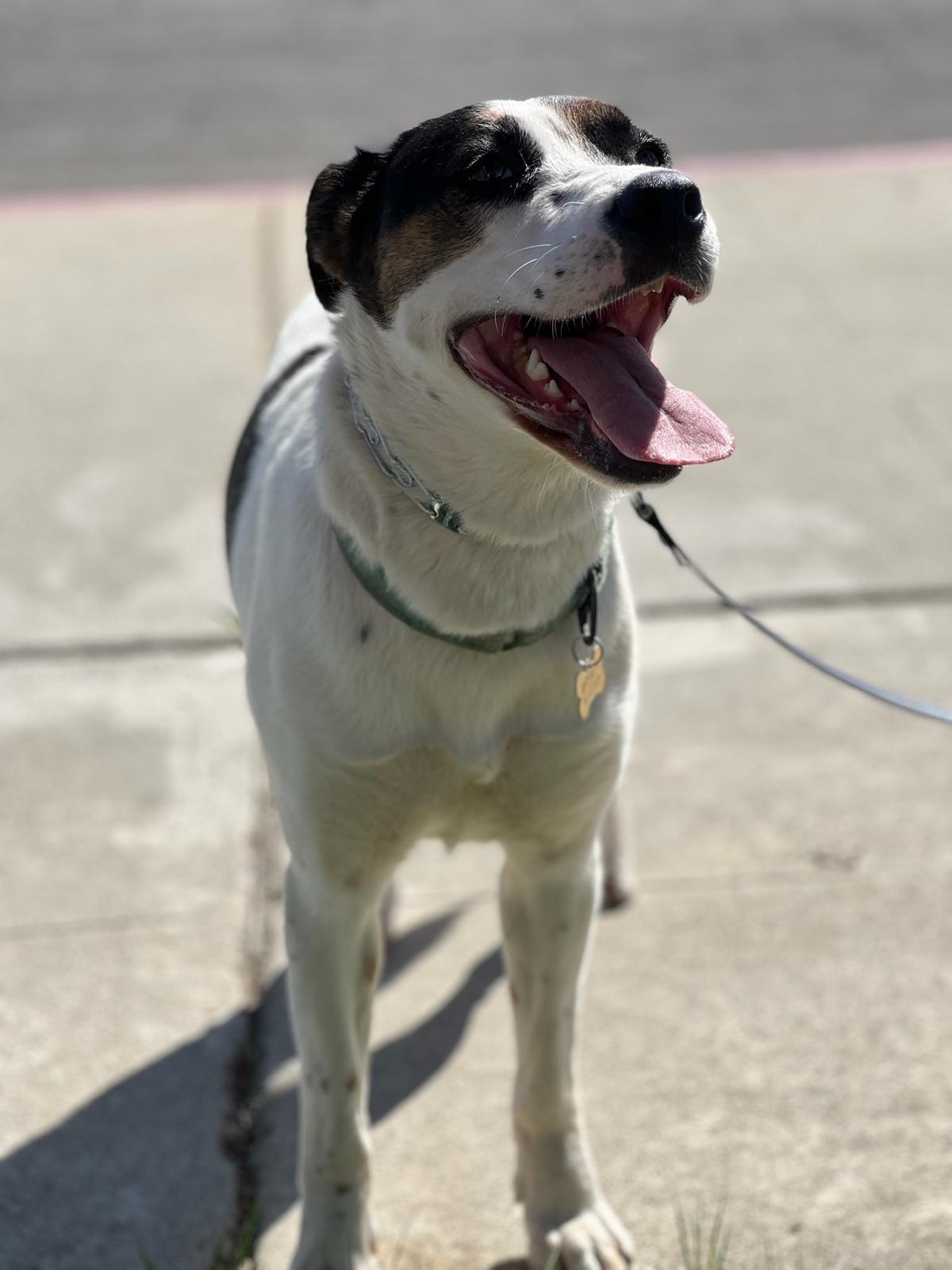 Sheba Dec-1 Sheba Dec-1