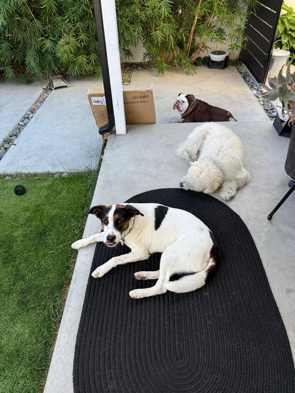 Sheba Dec-2 Sheba Dec-2