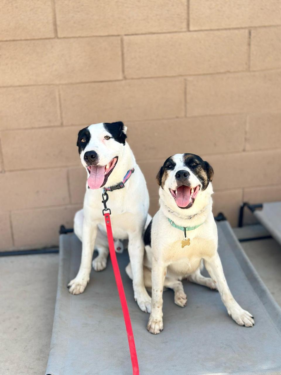 Sheba Dec-3 Sheba Dec-3