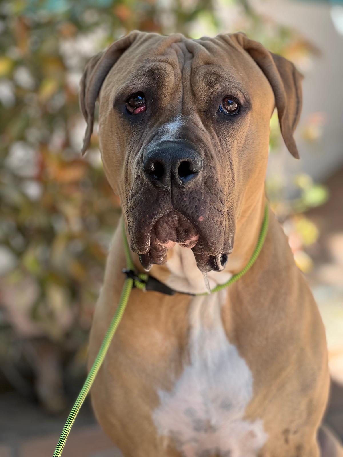 Velvet New-1 Velvet New-1