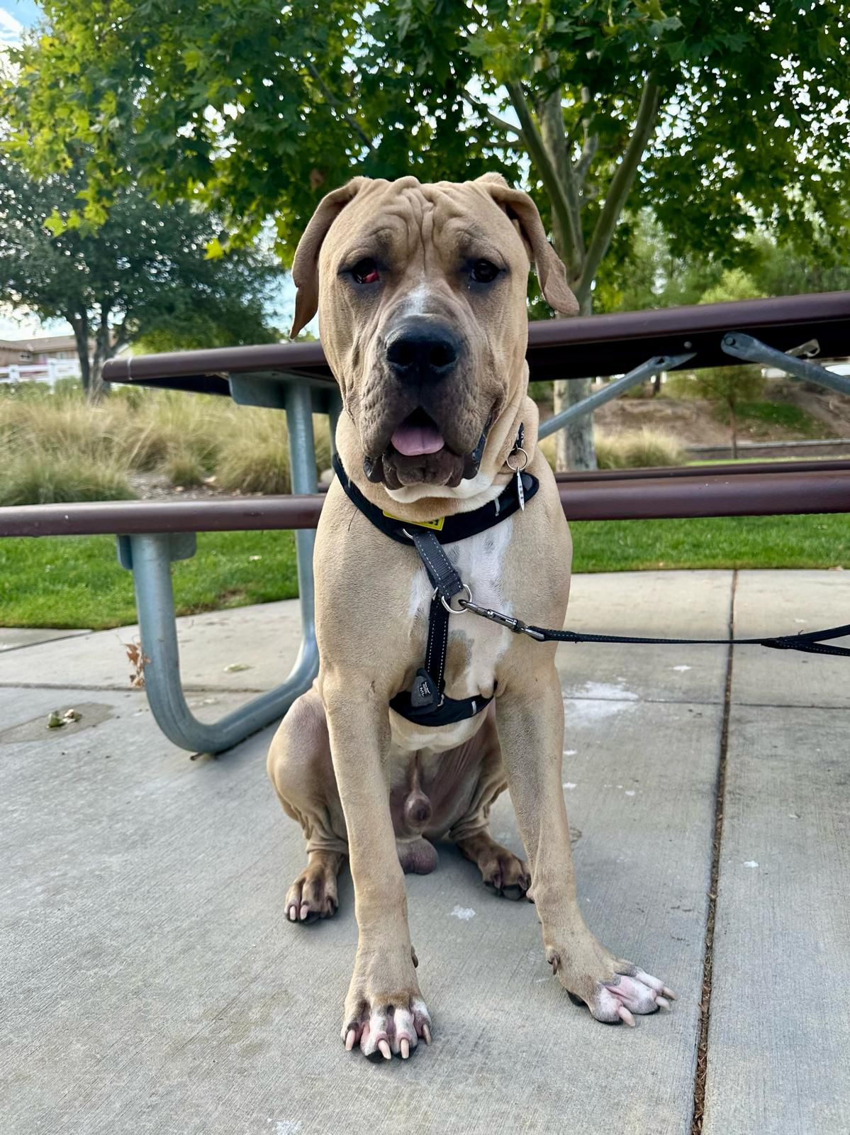 Velvet New-1 Velvet New-1