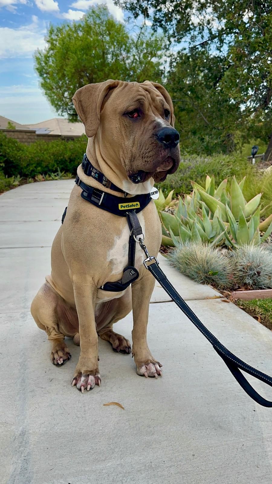 Velvet New-2 Velvet New-2