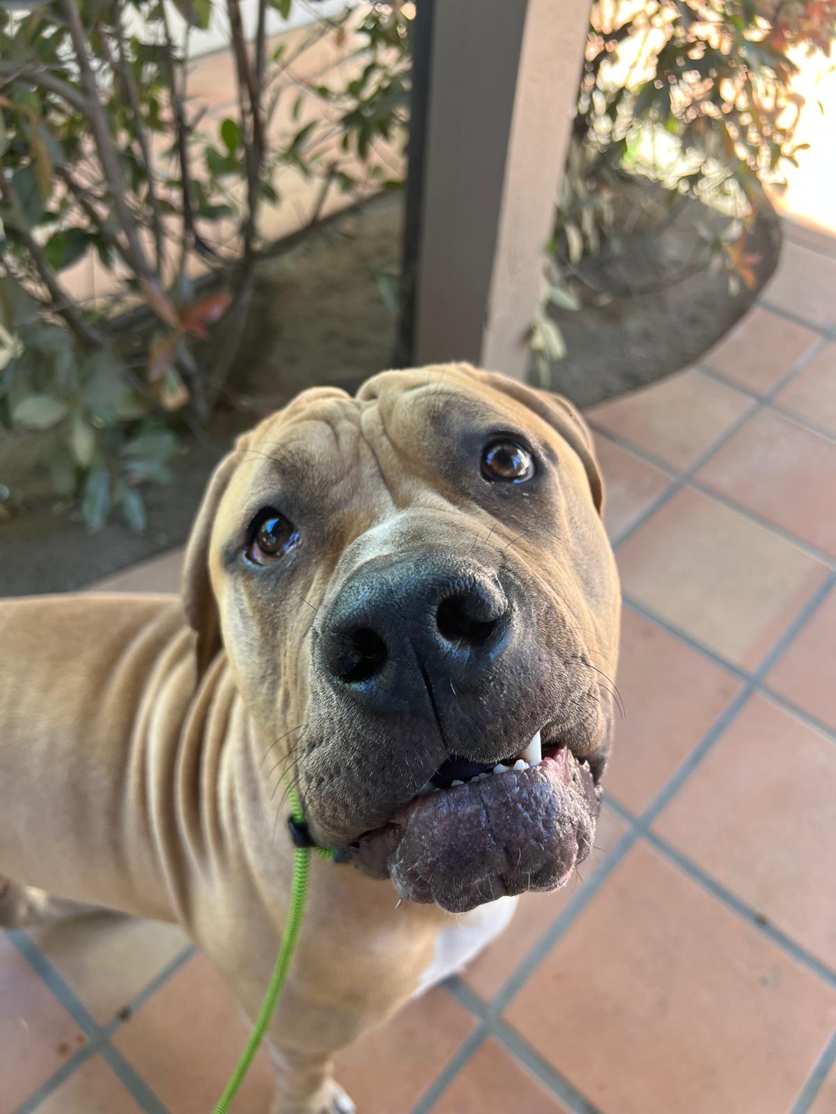 Velvet New-3 Velvet New-3