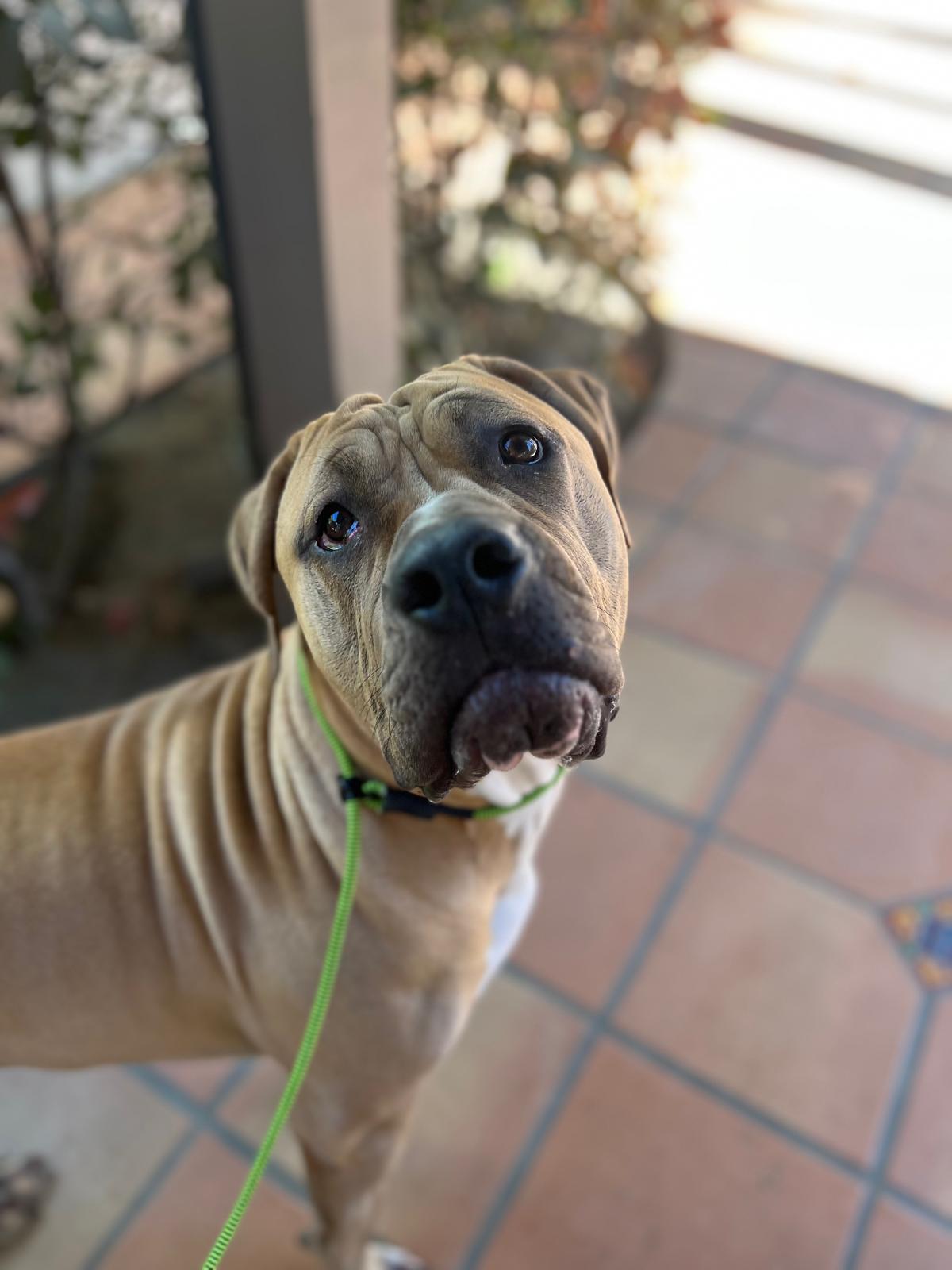 Velvet New-5 Velvet New-5