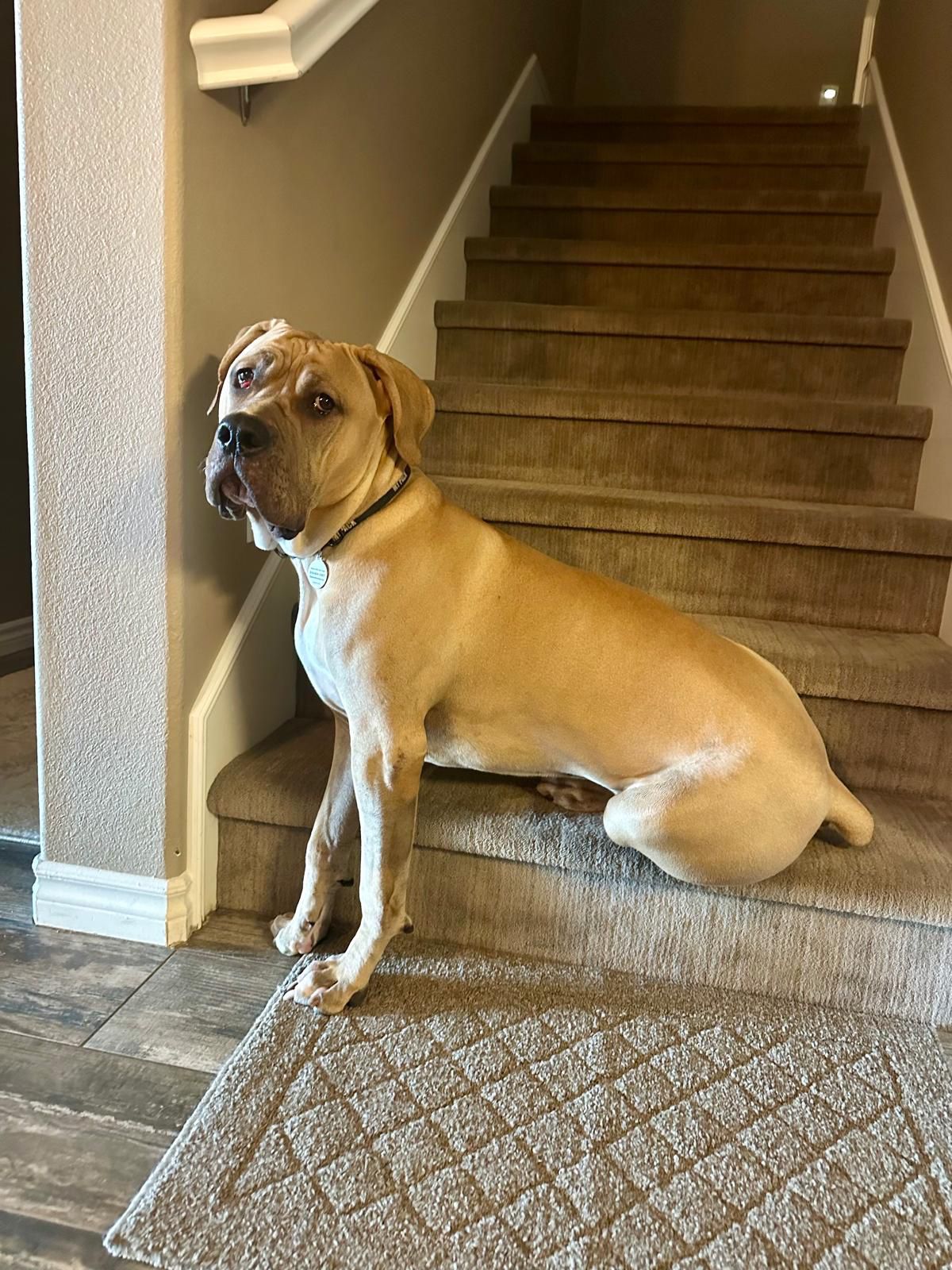 Velvet New-7 Velvet New-7