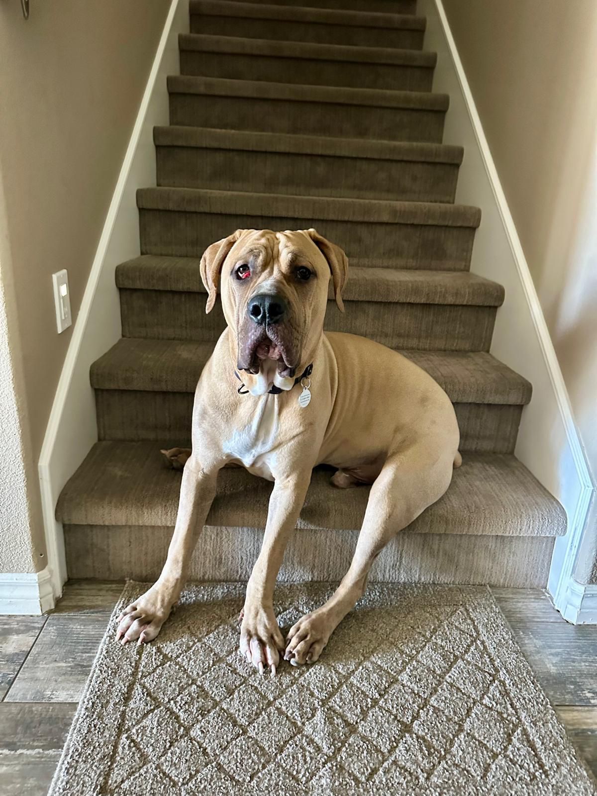 Velvet New-8 Velvet New-8