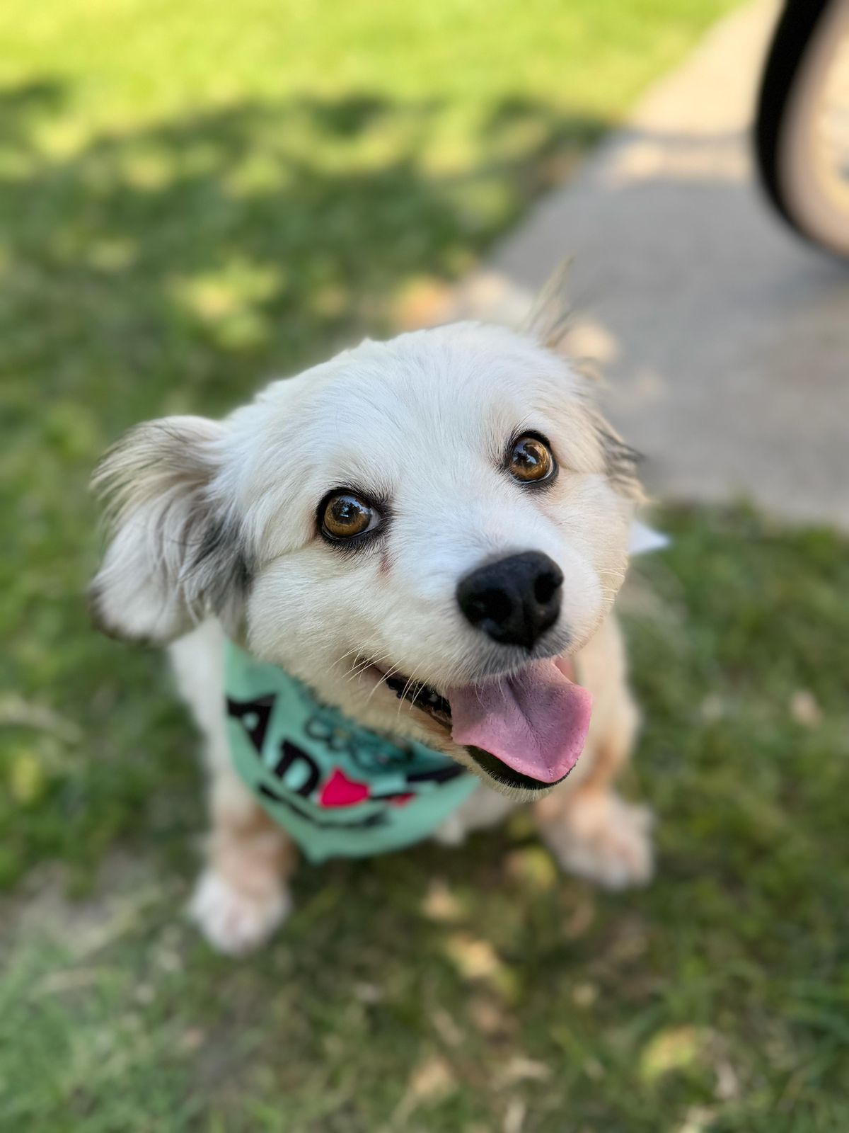 Auggie-1