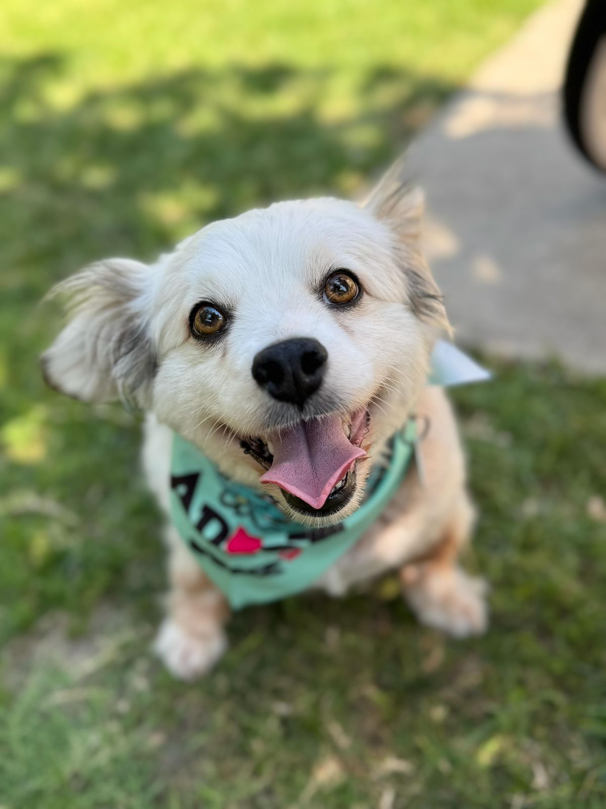 Auggie-2