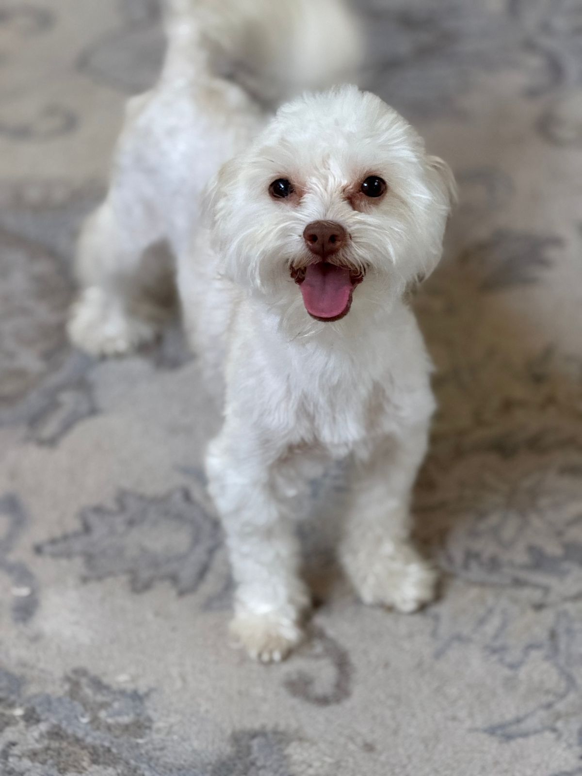 Simba-1