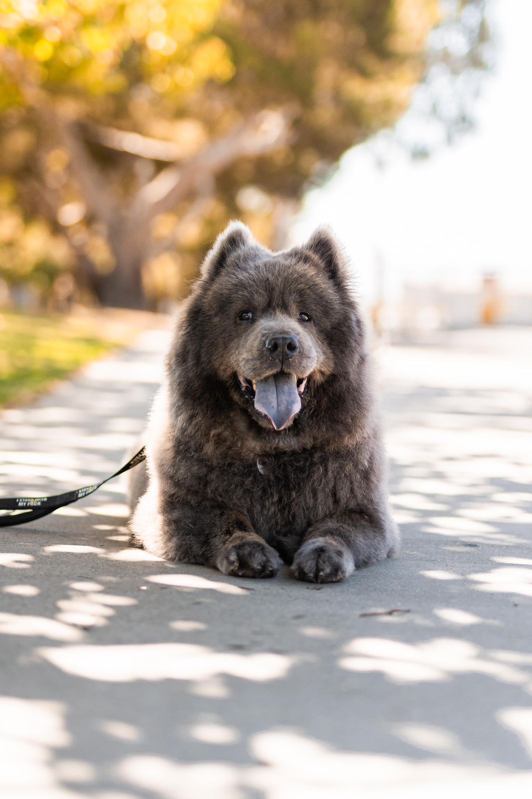 Baloo-1