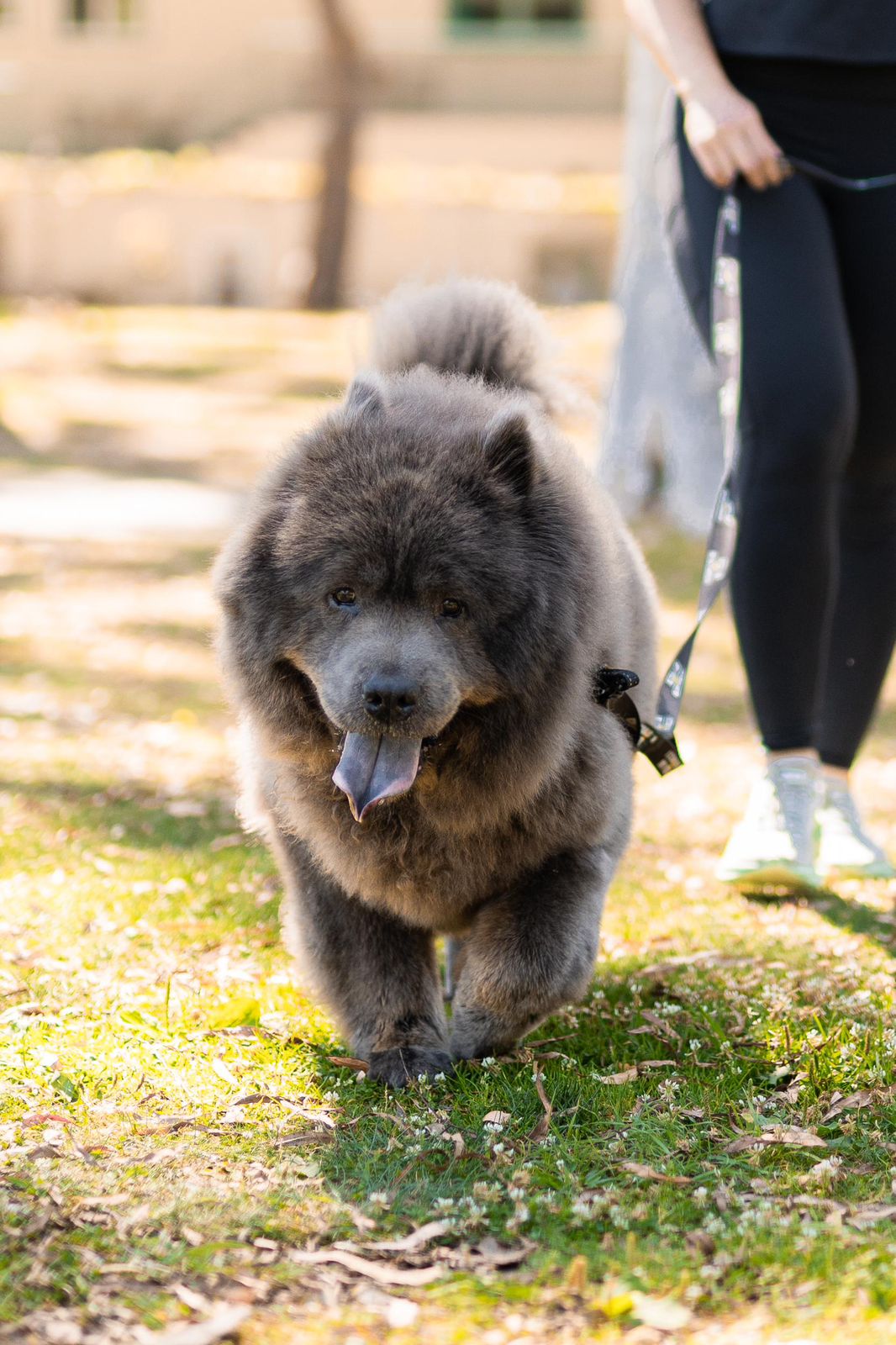 Baloo-2