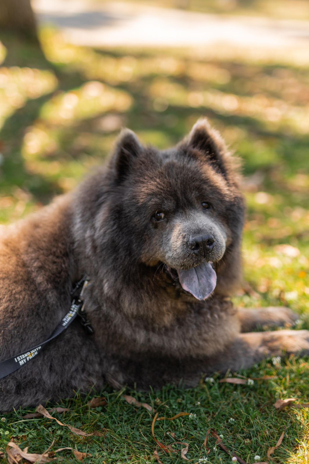 Baloo-4