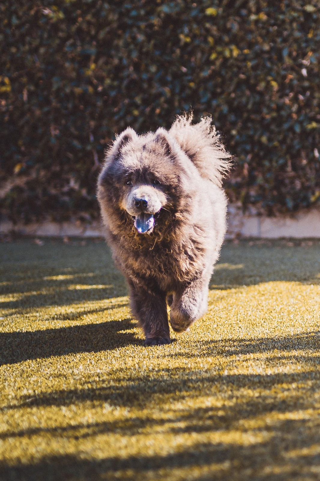 Baloo-6
