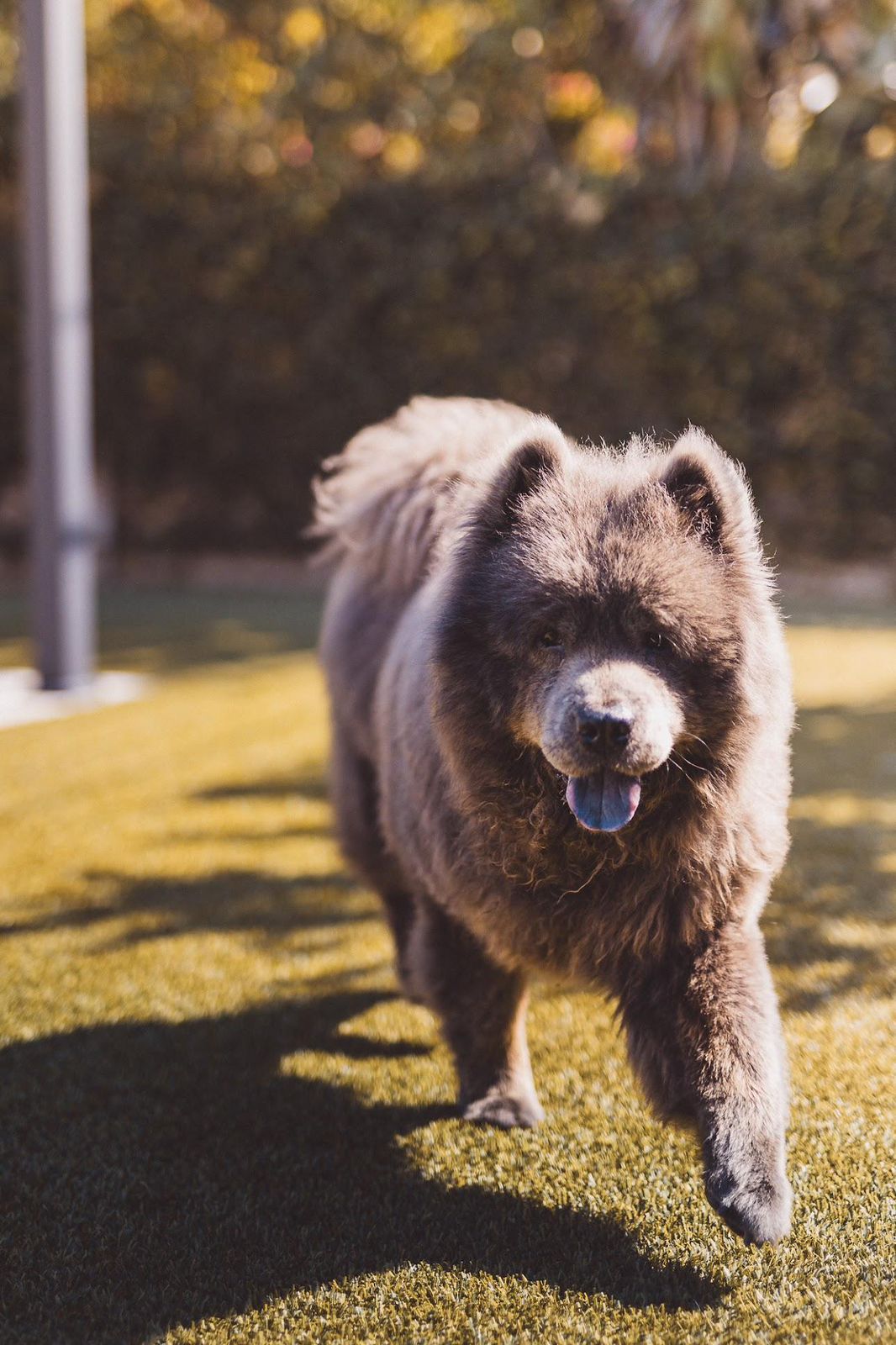 Baloo-7