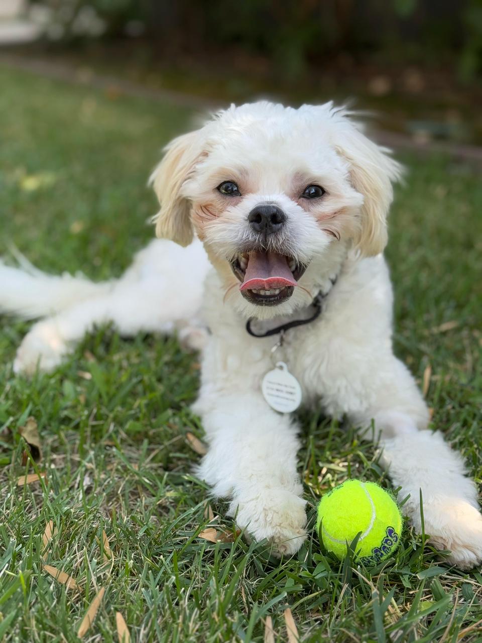 Gracie-1