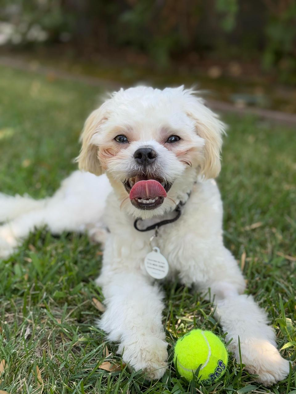 Gracie-2