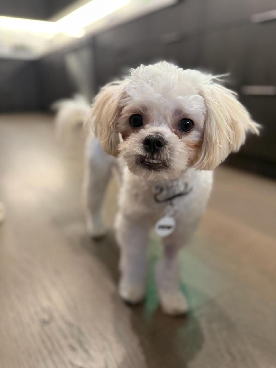 Gracie-4