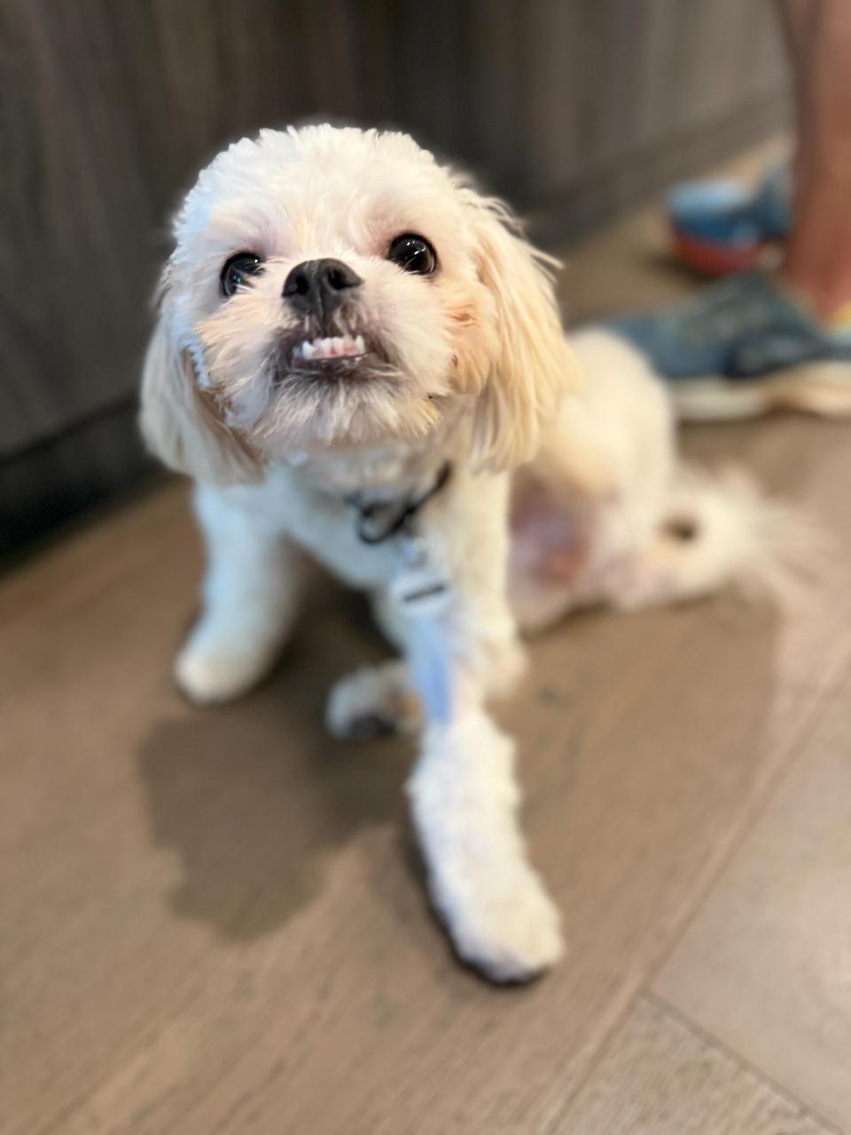 Gracie-5