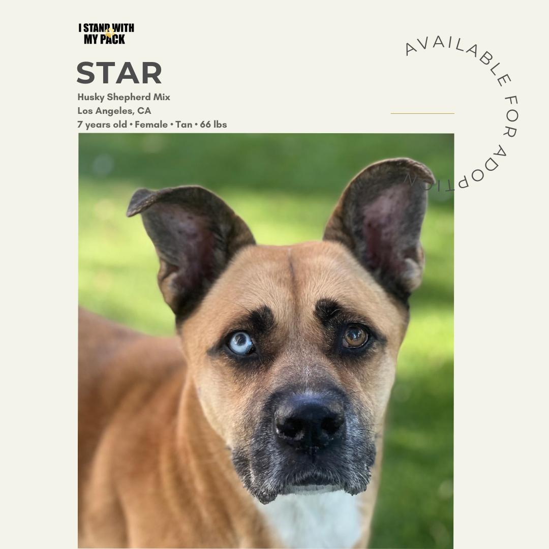 Star New-1 Star New-1