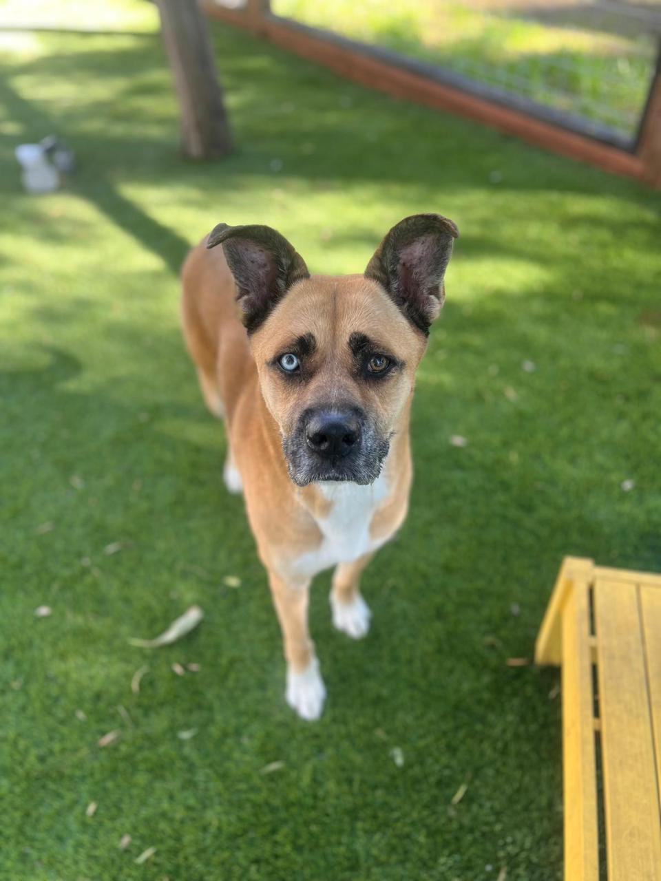 Star New-2 Star New-2