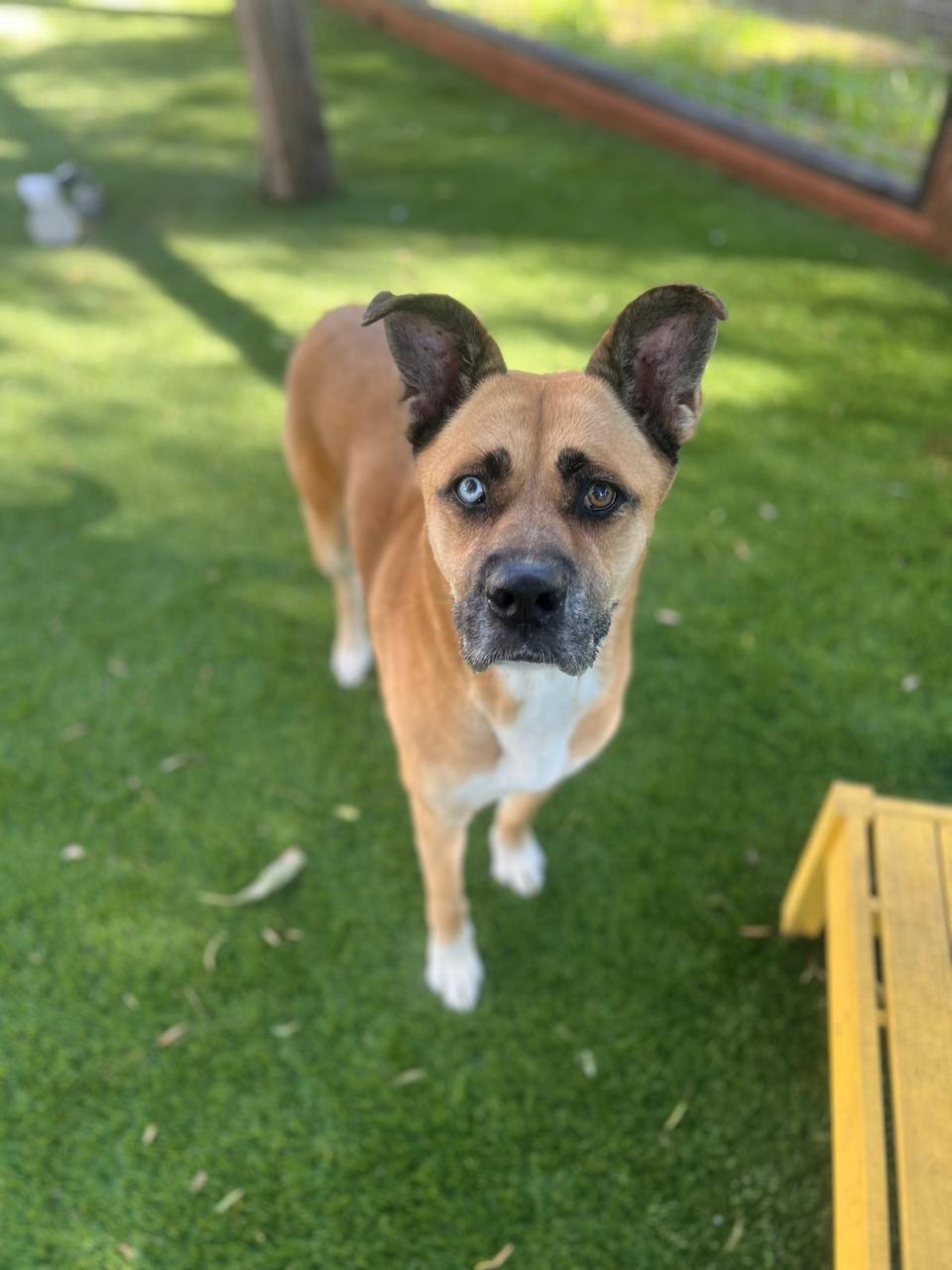 Star New-3 Star New-3