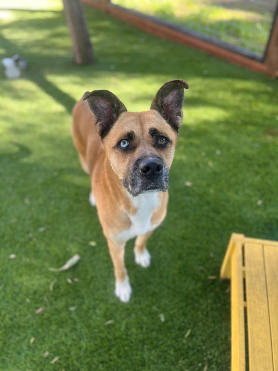 Star New-4 Star New-4