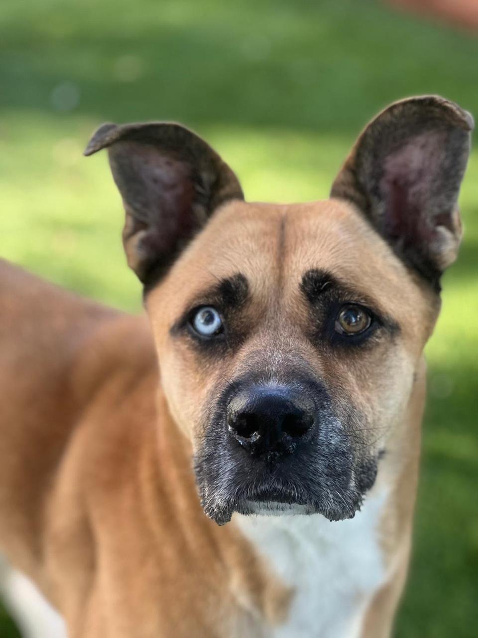 Star New-5 Star New-5