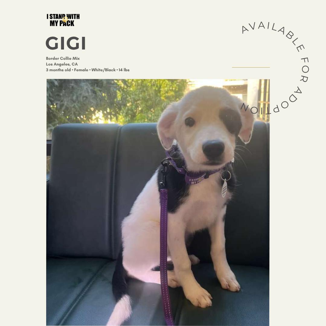 Gigi-1