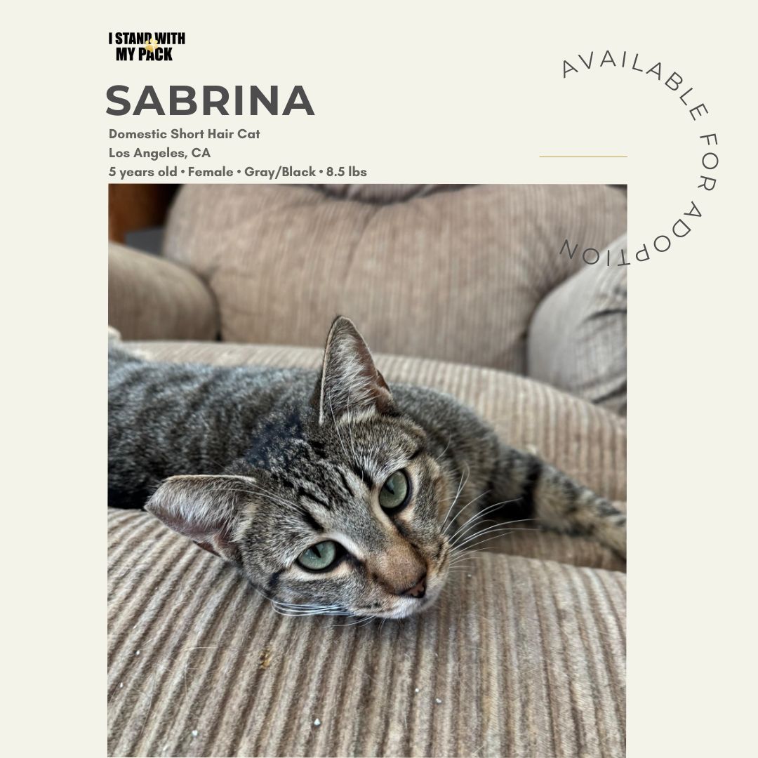 Sabrina New-1 Sabrina New-1